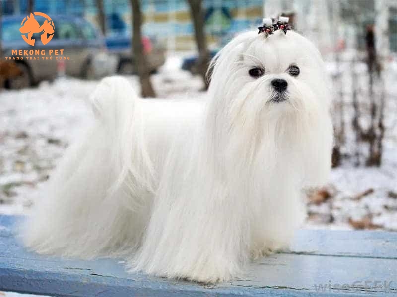 Khám Phá Thế Giới Chó Maltese: Mua Bán Uy Tín Tại TP.HCM, Bình Dương, Đồng Nai